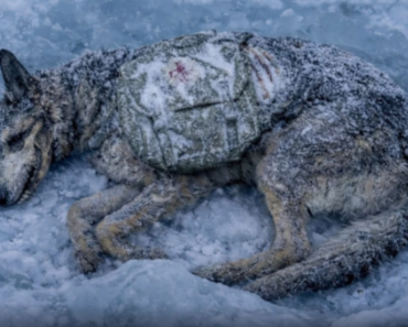 Cão da Cruz Vermelha da II Guerra Mundial é encontrado intacto em glaciar na Suíça