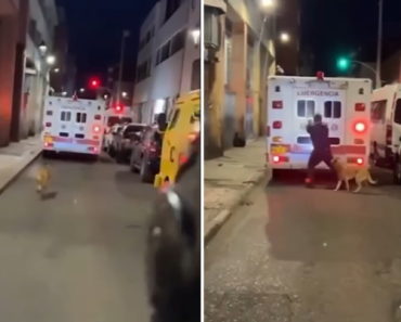 Lealdade sem limites: Cão persegue ambulância para não abandonar o dono e gesto dos paramédicos emociona a internet