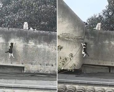 Vídeo de gata a ensinar filhote a escalar muro em Hangzhou torna-se viral