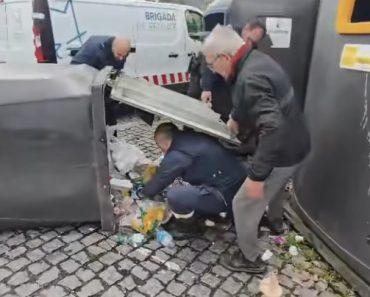 Crueldade em Famalicão: Gatinhos recém-nascidos atirados para ecoponto são salvos em operação de resgate dramática