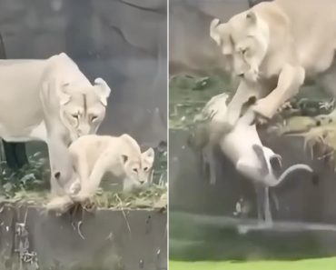 Instinto Maternal: Leoa vive momentos de pânico ao empurrar cria para a água por engano; veja o resgate dramático