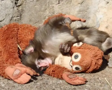 Abandonado pela mãe, bebé macaco agarra-se a peluche e comove o mundo (Vídeo)