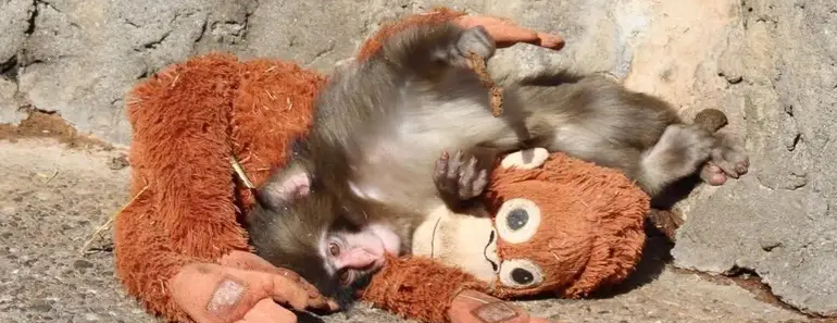 Abandonado pela mãe, bebé macaco agarra-se a peluche e comove o mundo (Vídeo)