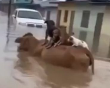 Heroína improvável: Vaca salva ninhada de cachorros durante inundações catastróficas na Colômbia
