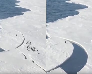 Pinguim protagoniza salto dramático para evitar isolamento em bloco de gelo