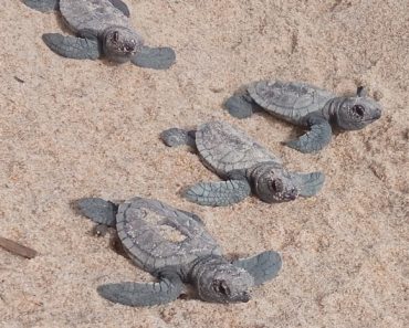 Momento Mágico: Casal apanhado de surpresa por dezenas de tartarugas a nascer entre as toalhas de praia (Vídeo)